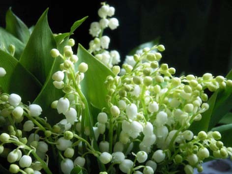 le muguet